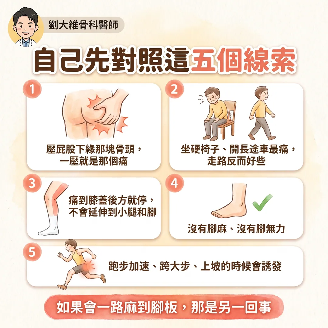 近端腿後肌腱病變（高位腿後肌拉傷）為什麼常被誤診為腰椎椎間盤突出 衛教圖 6